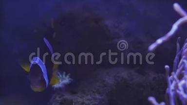 <strong>尼莫小丑鱼</strong>在海葵的彩色健康珊瑚礁。海葵鱼<strong>尼莫</strong>夫妇在水下游泳。水肺